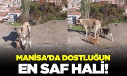 Dostluğun En Saf Hali Manisa'da: Kedi ve Köpeğin Şaşırtan Görüntüleri Kamerada!