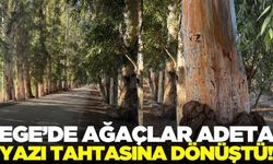 Ege'de ağaçlara yazı yazanlara tabela ile uyarı!