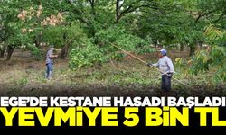 Kestane hasadında işçi sıkıntısı