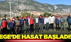 Ege'de pamuk hasadı sürüyor