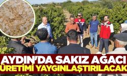 Ege'de yeni trend: Sakız yetiştiriciliği