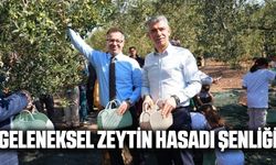 Manisa'da zeytin hasadı şenliği