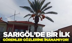 Sarıgöllülerin dönüp dönüp baktığı o ağaç!