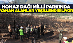 Honaz Dağı Milli Parkı'nda ağaçlandırma çalışmaları sürüyor