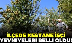 Ege'de kestane işçisinin yevmiyesi belli oldu!