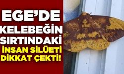 Ege'de dikkat çeken kelebek!