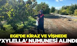 Ege'de tarlalarda zararlılara karşı numune alındı