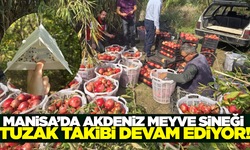 Manisa'da Akdeniz meyve sineği ile mücadele devam ediyor