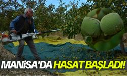 Manisa'da hasat coşkusu başladı