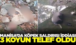 Manisa’da Köpek Saldırısı İddiası: 3 Koyun Telef Oldu, 10 Koyun Kayıp