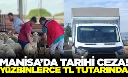 Manisa'da küpesiz hayvan nakline rekor ceza!