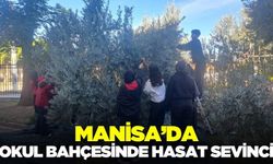 Manisa'da öğrenciler zeytin hasadına renk kattı!