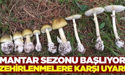 Mevsimi geldi! Mantar zehirlenmelerine dikkat