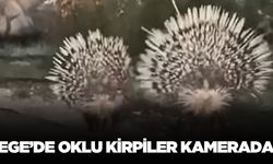 Ege'de oklu kirpiler görüntülendi!