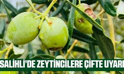 Salihli'de zeytin üreticilerine çifte uyarı! Hem hastalık hem zararlı