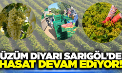 Sarıgöl Ovası’nda üzüm hasadı tüm hızıyla sürüyor