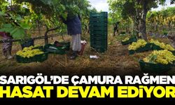Sarıgöl'de zor şartlara rağmen üzüm hasadı sürüyor