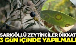 Sarıgöl'de zeytin üreticilerine uyarı...