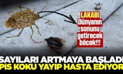 Hem tarımı hem insan sağlığını tehdit ediyor