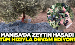 Türkiye'nin zeytin lideri Manisa'da hasat devam ediyor!