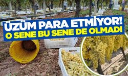 Sarıgöl'de üzümcüler tedirgin! Fiyat düşük kesim yok