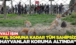 Vali Işın, Dünya Hayvanları Koruma Günü'nde hedefi duyurdu!