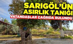 Sarıgöl'de tarihi gizemli ağaç!