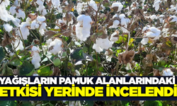 Aydın'da yağışların pamuk alanlarındaki etkisi yerinde incelendi
