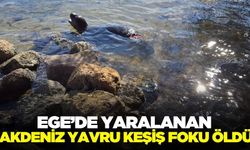 Bodrum'da Dünyadaki bin foktan biri daha öldü!