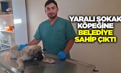 Ege'de yaralı sokak köpeğine belediye sahip çıktı