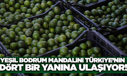 Bodrum Belediyesi, Yeşil Bodrum Mandalini alımları sürdürüyor!