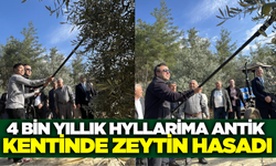 Hyllarima'da zeytin hasadı etkinliği