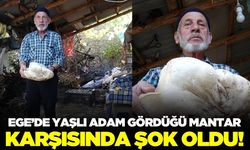 Ege'de yaşlı adam dev mantar buldu!