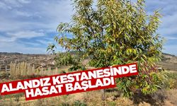 Coğrafi işaretli kestanede hasat başladı