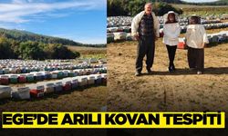 Ege'de arılı kovan tespiti yapıldı