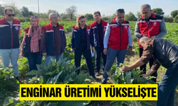 Aydın enginarı Türkiye ikincisi!