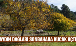 Aydın'da göz kamaştıran sonbahar şöleni