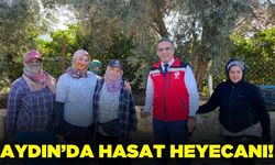 Aydın’da mandalina hasadı
