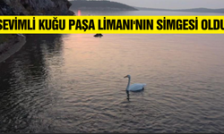 Paşa Limanı'nın "Yalnız Paşa"sı herkesin gözdesi oldu