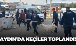 Aydın'da başıboş keçiler toplandı