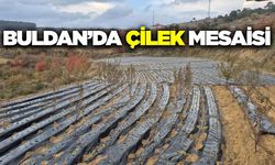 Buldan'da çilek mesaisi başladı!