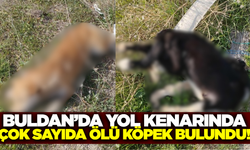 Buldan'da korkunç olay: Çok sayıda ölü köpek bulundu