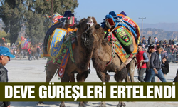 Aydın'da deve güreşlerine şap hastalığı engeli