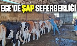 Ege'de aşılama seferberliği...