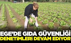 Aydın'da marul tarlalarında pestisit denetimi