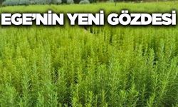 Ege'de atıl araziler bu ürünle canlanacak