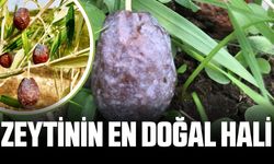 Furma Zeytini'nde hasat başladı