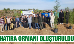 Buldan'da çam fidanları toprakla buluştu