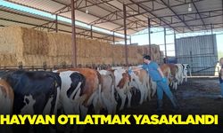Aydınlılar dikkat: Hayvan otlatmak yasaklandı