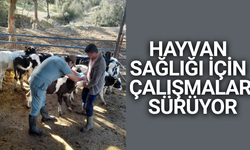 Aydın'da hayvan sağlığı için kapsamlı seferberlik